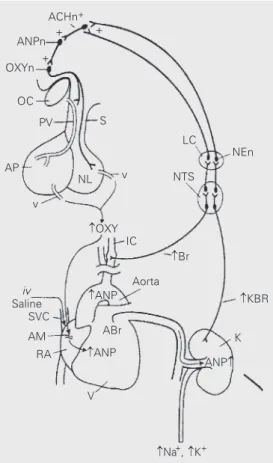 Figure 1. Schematic diagram of the mechanism of natri- natri-uresis following blood volume expansion by  intrave-nous (iv) injection of isotonic saline into the right atrium.