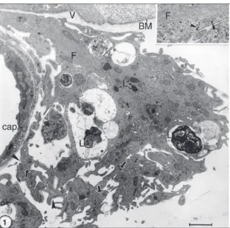 Figure 1. Electron micrograph of the rabbit retina at the site of a glial tuft. Contrast with uranyl acetate and lead citrate