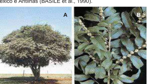 Figura 1: Casearia sylvestris. A) Imagem da árvore que possui de dois a seis metros de  altura; B) Detalhe com maior aproximação das folhas