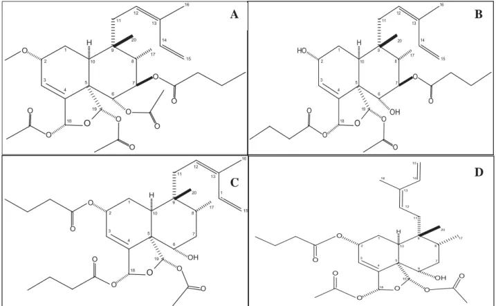 Figura 2: Fórmula estrutural dos diterpenos clerodânicos obtidos do extrato etanólico de C