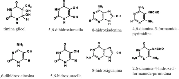 Figura 3: Exemplos de modificações oxidativas encontradas nas bases nitrogenadas de  DNA de mamíferos (CROTEAU e BOHR, 1997)