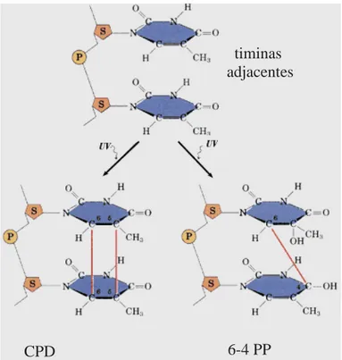 Figura 4: Fotolesões encontradas no DNA após irradiação com UV.  