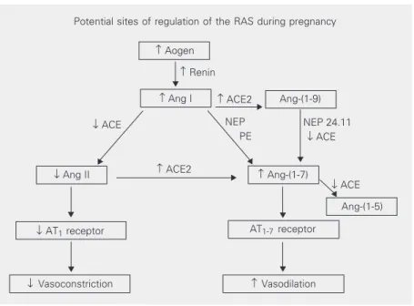 Figure 1. Schematic presentation of the renin-angiotensin system. Arrows indicate points of up- or down-regulation of RAS components