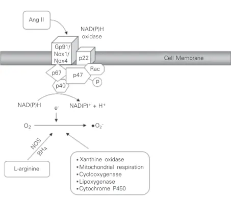 Figure 2. Generation of O 2 -  and H 2 O 2  from O 2  in vascular cells. Many enzyme systems, including NADPH oxidase, xanthine oxidase and uncoupled nitric oxide synthase (NOS) among others, have the potential to generate reactive oxygen species.
