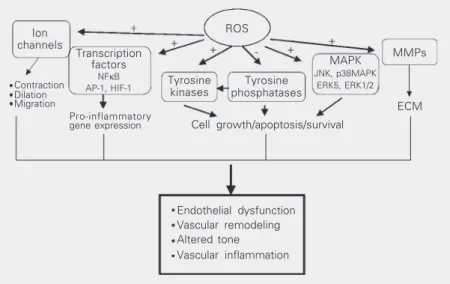Figure 3.     Redox-dependent signaling pathways by Ang II in vascular smooth muscle cells.