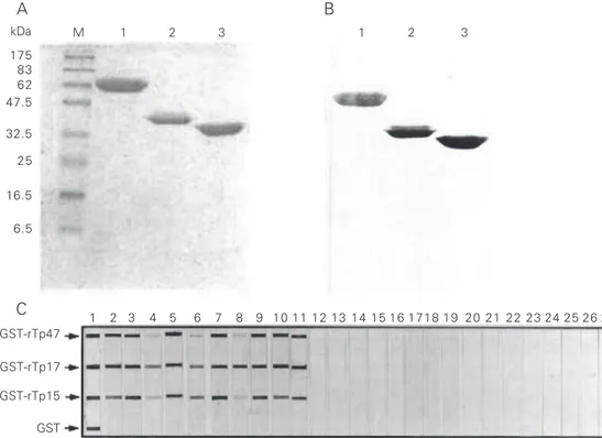 Figure 1. Purity and reactivity of recombinant antigens. Analysis of affinity  chromatography-puri-fied GST-rTP fusion protein by (A) Coomassie brilliant blue (CBB)-stained SDS-PAGE and (B) Western blotting performed on serum samples from human syphilis pa