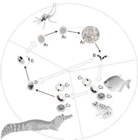 Figura  2.  Ciclo  biológico  de  Hepatozoon  caimani  (dos  Santos,  2014.  Ilustração:  Fábio  Ricardo  da  Rosa)
