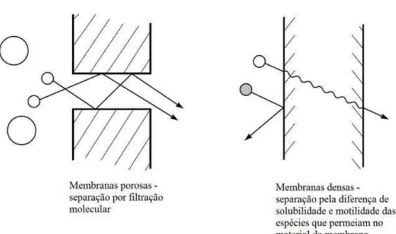 Figura 3.1: Transporte de espécies através das membranas 