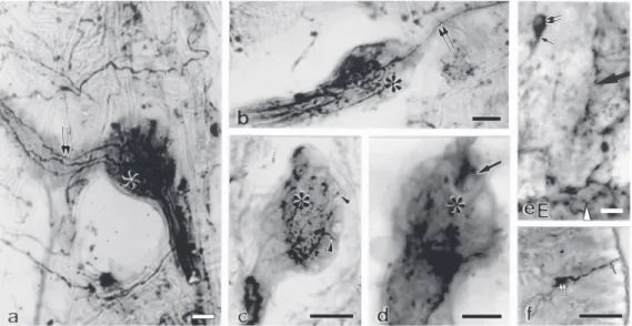 Figure 4. Photomicrographs of foot section of Megalobulimus oblongus.  a  and  b, Detail from the pedal plexus showing a ganglion with an intensely  5-hydroxytryptamine (5-HT)  im-munoreactive neuropil  (aster-isks)