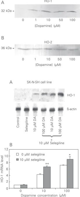 Figure 2.     Effect of dopamine treatment on HO protein  ex-pression in SK-N-SH cell line