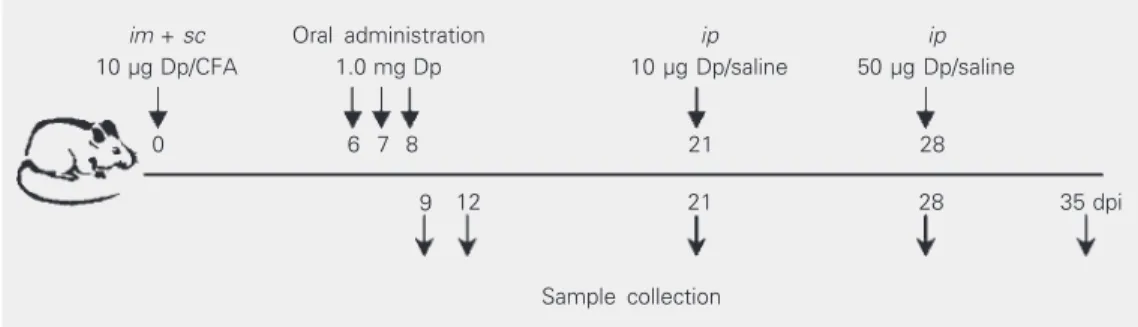 Figure 1. Immunization sched- sched-ule of Dermatophagoides  ptero-nyssinus     (Dp) extract and oral administration to mice