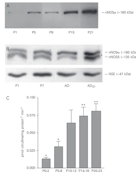 Figure 1. Demonstration of neuronal nitric oxide syn- syn-thase (nNOS) in rat superior colliculus homogenates by immunoblot and enzymatic activity