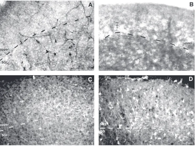 Figure 2. Neuronal nitric oxide synthase (nNOS) histochemistry and immunohistochemistry in the rat superior colliculus