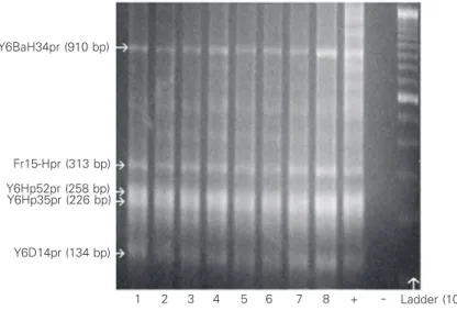 Figure 1. Amplification on 1.5% agarose gel of DNA extracted from touch and scrape liver preparatives at a concentration of 600 ng/µl