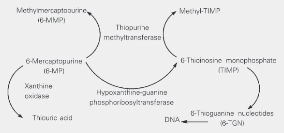 Figure 1.     Schematic representation of the metabolism of 6-mercaptopurine (adapted from Refs