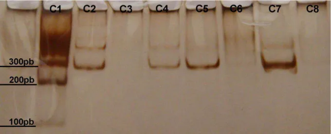 Figure  1:  Electrophoretic  pattern  for  EBV-1  run  in  a  6.5%  polyacrylamide  gel  from  representative samples  analyzed  by  PCR-based methods