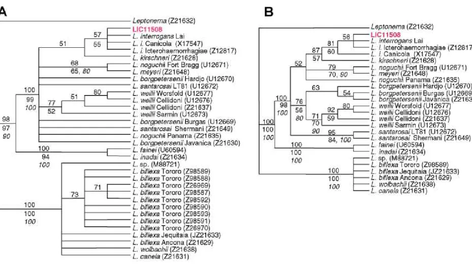 Figure 2. Phylogenetic analysis of Leptospira interrogans. Consensus phylogenetic distance tree constructed using 16S rDNA sequences