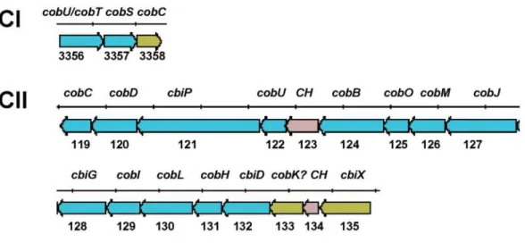 Figure 3. The cobalamin biosynthetic pathway of Leptospira interrogans. Genetic organization of the cobalamin biosynthetic locus in the two chromosomes (CI and CII) of L