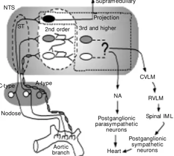 Figure 1. Schematic presentation of the basic organization of brain stem reflex netw orks for autonomic cardiovascular control