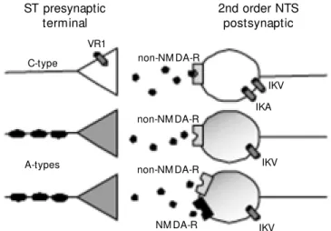 Figure 2. Solitary tract (ST) afferents fall into tw o broad classes based on the presence of the vanilloid receptor (VR1)