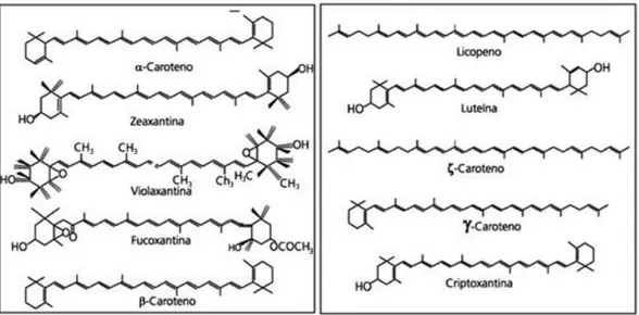 Figura 3. Estrutura molecular de alguns dos carotenóides (Adaptado de Ambrósio   et    al., 2006)