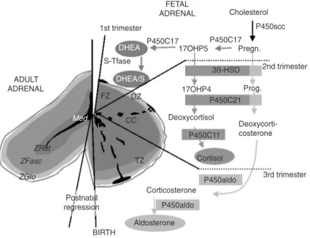 Figure 1. Ontogenesis of steroidogenic enzymes in the human fetal adrenal gland. This schematic representation is divided into portions showing the fetal adrenal gland (right) at the first, second and third trimesters of pregnancy, and the adult adrenal gl