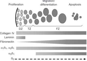 Figure 2. Schematic representation of extracellular matrix components ex- ex-pressed in the human fetal adrenal gland