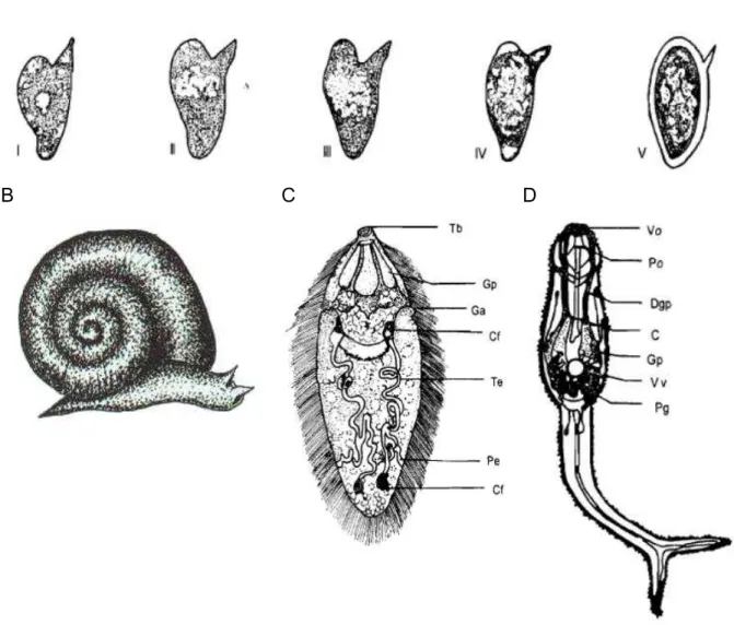 Figura 3  Morfologia dos ovos de S. mansoni em seus respectivos estágios (A); caramujo do gênero Biophalaria  glabrata (B); Miracídio (C); Cercaria (D)