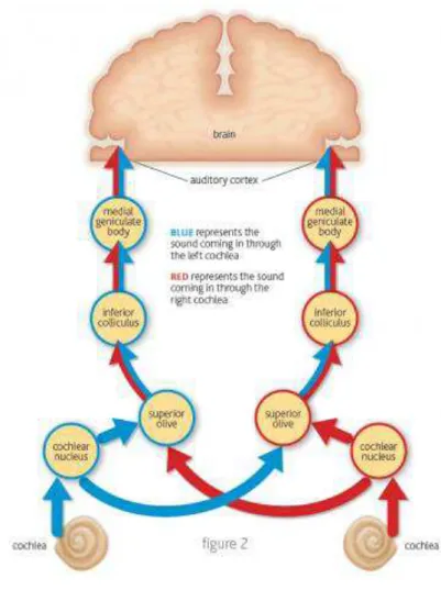 FIGURA 2:  Vias auditivas.  