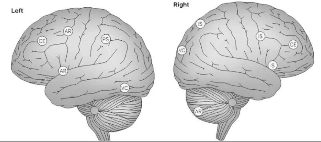 Figura  2.  Localização  da  Memória  de  Trabalho  no  Cérebro.  CE:  executivo  central;  AR:  ensaio  vocal;  IS:  ensaio  visuo-espacial;  PS:  armazenamento  fonológico  e  VC: armazenamento visual
