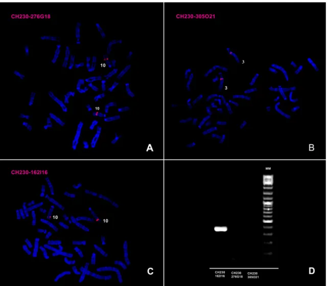 Figure  S1.  Representative  images  of  the  in  situ  hybridization  of  putative  Erbb2  BAC  clones  onto  RNO  metaphases