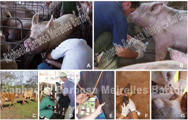 Figura 3. Colheita de sangue dos animais da fazenda. Matrizes (Foto A), animais  da terminação (Foto B), bovinos (Foto C), ovinos (Foto D), equinos (Foto  E), cães (Foto F) e gansos (Foto G)