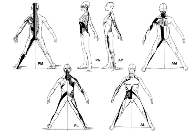 FIGURA 14: Cadeias musculares GDS Fonte: DENYS-STRUYF, 2010, p. 22