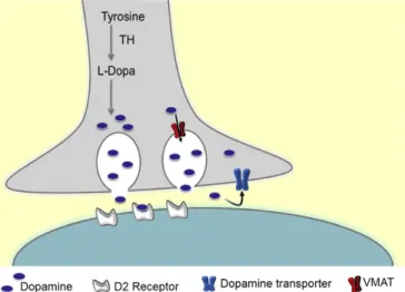Fig. 1. Schematic representation of dopaminergic synapse and synaptic proteins studied.