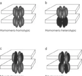 Figure 9 - Gap junction channels can be homotypic (made of two connexons expressing the same connexin) (a) or heterotypic (made of two connexons each expressing a different connexin) (b)