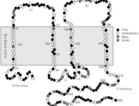 Figure 1 - Model of connexin (Cx32) topology. The molecule is believed to span the bilayer four times (M1-M4) and to have both N- and C-termini (NT, CT) at the cytoplasmic side of the membrane, forming two extracellular loops (E1, E2) and one inner loop (I