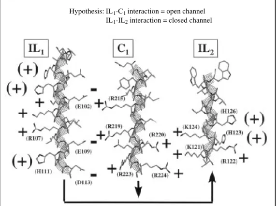 Figure 8 - Model of potential electrostatic interactions among three cytoplasmic domains (IL 1 , IL 2  and C 1 ) of Cx32, displayed in alpha-helical conformation