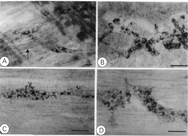 Figure 1 - Histochemically stained myenteric ganglia from Calomys callosus. A, Esophageal ganglia