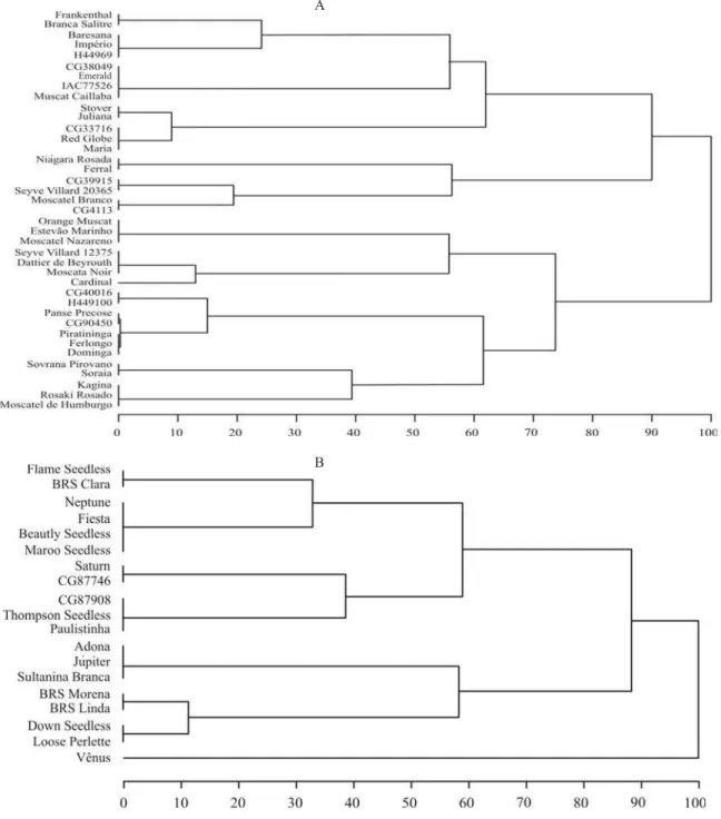 Figura 2. Fenograma gerado pelo método UPGMA, a partir das dissimilaridades fenotípicas, em 39 acessos de  uvas com sementes (A) e em 19 acessos de uvas sem sementes (B).