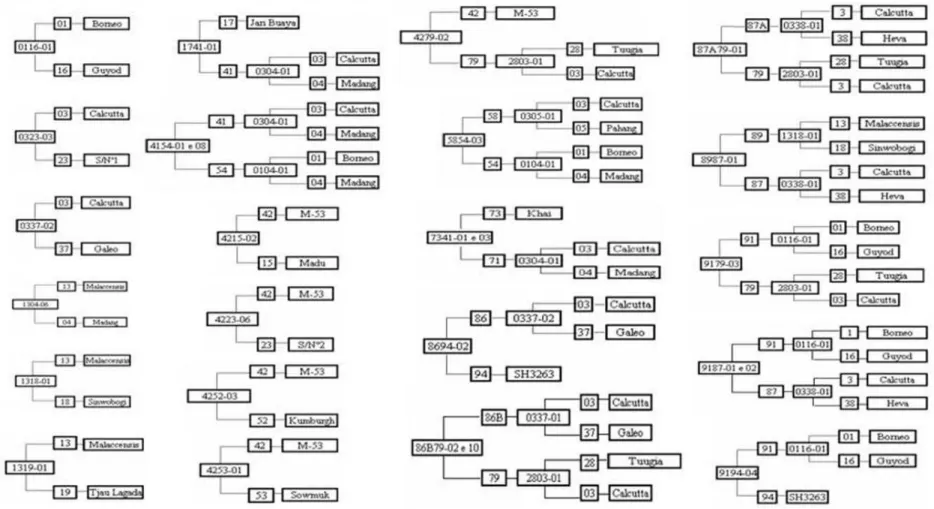 Figura 2. Genealogia de 26 diplóides melhorados, desenvolvidos pelo programa de melhoramento de banana da Embrapa Mandioca e Fruticultura Tropical