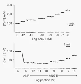 Figure 5 - Cell calcium levels in MDCK cells subjected to  in-creasing angiotensin II (ANG II) concentrations (upper panel) alone or in the presence of atrial natriuretic peptide (ANP, 1 µM;