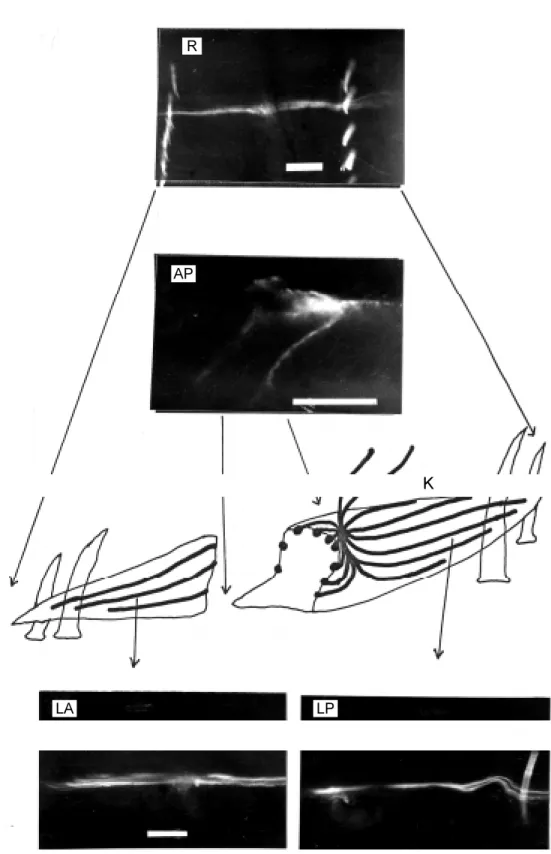Figure 6 - M orphology of the modulatory neuron. R, Radial  di-mensional view . The tw o row s of bright objects are setae w ith natural fluorescence