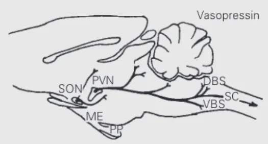 Figure 4 - Schematic representa- representa-tion of extra-hypothalamic  vaso-pressinergic pathways arising from parvicellular regions of the supra-optic (SON) and  paraven-tricular (PVN) nuclei in the  hypo-thalamus and of the other  cen-tral areas in whic