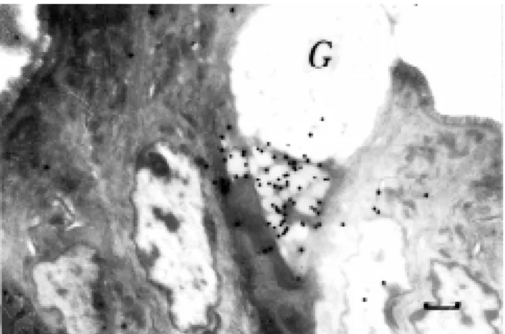 Figure 7 - EM RAG of a goblet cell in the colon of an adult mouse injected w ith  35 SO 4 , demonstrating mucus synthesis