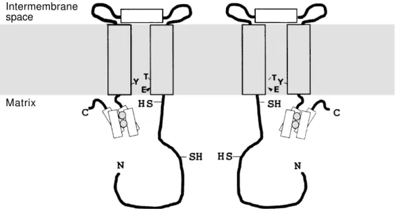 Figure 2 - Topologic model of the dimeric plant AOX in the  in-ner mitochondrial membrane.