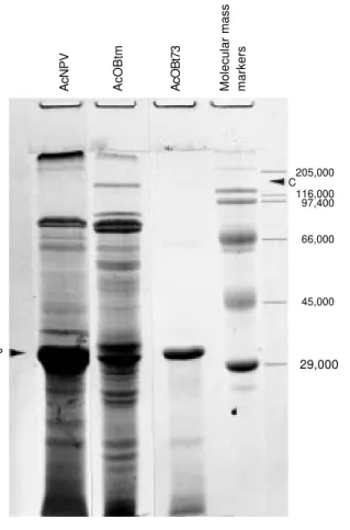Figure 3 - Expression of crystal proteins in insect larvae. Polyacrylamide gel electrophoresis (PAGE) of extracts prepared from  in-sects infected with the occluded recombinant  vi-ruses containing the cry1Ab and cry1Ac genes.