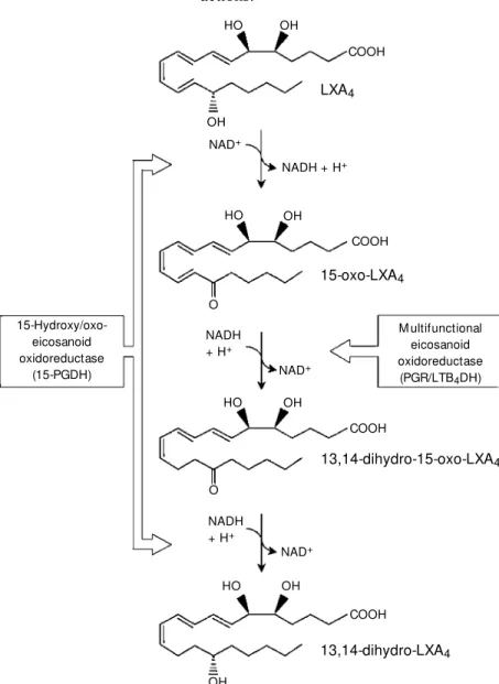 Figure 4. Lipoxin (LX) metabolic inactivation. The initial step in LXA 4  inactivation is dehydro- dehydro-genation of the 15-hydroxyl group, catalyzed by 15-PGDH to yield 15-oxo-LXA 4 