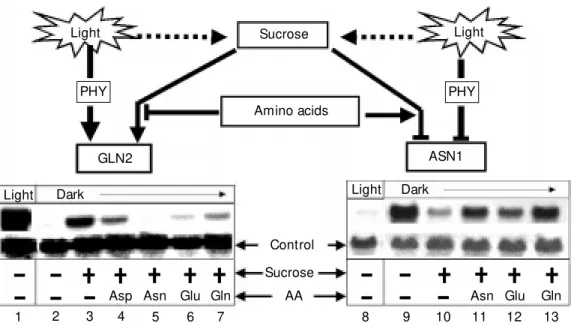 Figure 1. Light and metabolites cause a reciprocal effect on  Ara-bidopsis  GLN2 and ASN1 gene expression