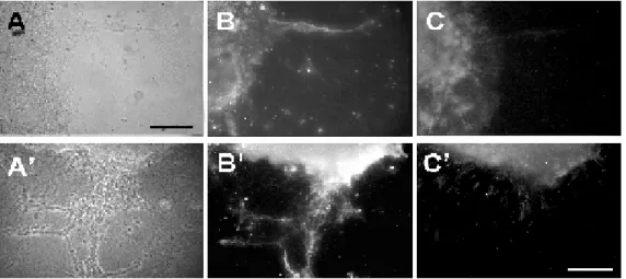 Figure 2. Confocal microscopy of Jones-positive neurons in  mi-grating chains of neuroblasts.