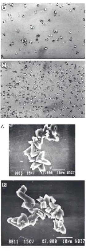 Figure 2. Ef f ect s of  Tam m - -Horsf all prot ein f rom  norm al men (A) and stone formers (B) on calcium oxalate crystallization (light microscopy, 500X).